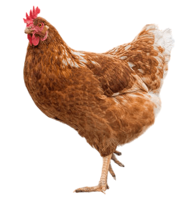 rhode-island-red hen 2